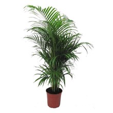 Golden cane palm